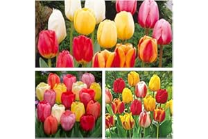 HUMPHREYS GARDEN Darwin Hybrid Tulip Mixed x 30 Flower Bulbs Delightful Spring Flowers. Easy to Grow Size 10/11