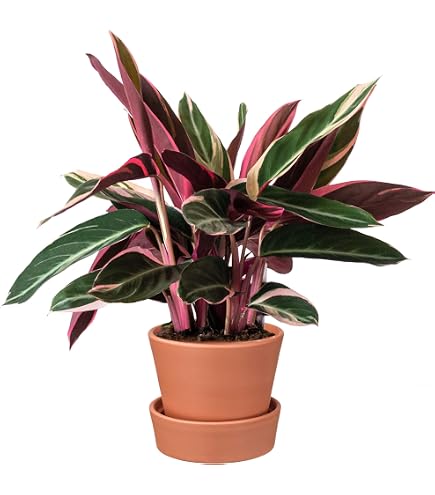 Green Me Up Calathea Triostar, Zimmerpflanze, tierfreundlich, ungiftig fr  Katzen, Keramiktopf anthrazit 16 cm, Hhe 40-50 cm, schmal wachsend, hell  bis wenig Licht (Kulturtopf) : Amazon.de: Garten