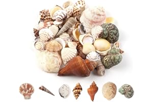 Yuqilin 200 g Conchas de Mar Decoracion, Natural Conchas, Caracolas de Mar Artesanía, Océano Bisuteria Manualidades, para Fiestas Temáticas de Playa, Pecera, Decoraciones para el Hogar