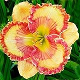 Taglilien Zwiebeln,Taglilie Little Bumble Bee - Hemerocallis Cultorum-3 Zwiebeln