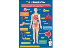 WISDOM LEARNING Kids Learn The Human Body Skeleton & Organs Educational Toddlers Childs Poster Art Print Wall Chart A3 (30cm x 42cm)