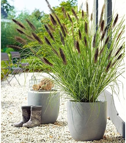 Fargesia murielae Hobbiebrunkens Favorit Garden Bamboo  40-60 cm :  Amazon.de: Garden