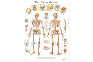 3B Scientific Human Anatomy - The Human Skeleton Chart, Paper Version, VR1113UU, unlaminated, 50.00 x 67.00 cms