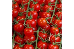 GENERICO piantine da orto piantine di pomodori a citta' e pulecenella (pomodoro ciliegino 10 piante)
