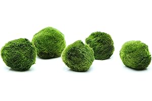 k2aqua 5 Marimo Moss Balls, Always Fresh Live Aquarium Plant, Cladophora aegagropila