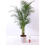 Goldfruchtpalme 140 cm Chrysalidocarpus lutescens - "Areca Palme" / Zimmerpalme