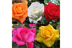 Carbeth Plants White Potted Rose Bush in 3 Litre Pot - Vibrant Hybrid Patio Roses - Strong & Healthy Plant Low Maintenance Garden Shrub - Abundant Blooms, Garden & Container Ready