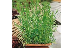 French Tarragon Plants, Ready for The Garden. 'Pfefferkorn'. Perennial herb. Lovely Aniseed Flavour. 9cm Plant x 2. Available from Bedwen Plants.
