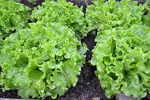 MES GRAINES POTAGÈRES Lote de 500 Semillas de Lechuga Pierre Benite - Variedad Vieja y Rizada - Resistente a la Temperatura - Rica - Fácil de Cultivar - 100% Natural - Garantía de Germinación - 100% Reproducible