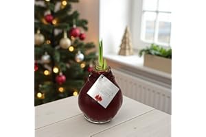 Carbeth Plants - Amaryllis Red Waxed Bulb Live Houseplant in Gift Sleeve - No Water Indoor Flowering Hippeastrum Growing Bulb - Christmas Gardening Gift Idea for Plant Lovers (Red Wax)