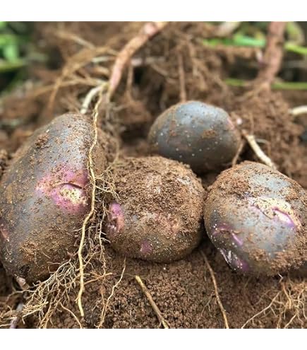 300 Semi Di Finocchio - Sementi Riproducibili Non Ibride Per Orto E Giardino - SemiWild - 2