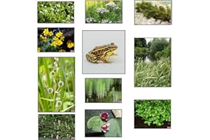 Lincolnshire Pond Plants Ltd Frog Marginal 8 Pack Potted