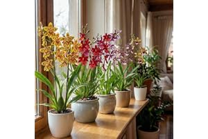 Äkta Cambria Orkidéer - 5 Stora Inomhusväxter 30-40 Cm Höga - Med Blommor