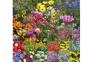 CHEEKYSPROUT Wild Flower Cottage Garden Bee & Butterfly Fragrant Perennial Plant Mix Wild Flower Seeds 25g - 200g (Natural Wildflower, 50g)