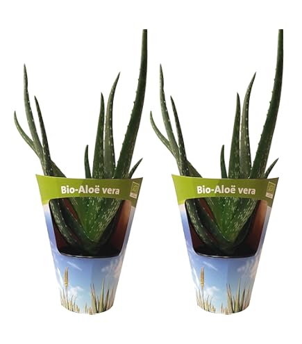 Bio Aloe Vera Sweet, (Aloe vera barbadensis Miller), Kruter Pflanzen aus  nachhaltigem Anbau (3 Pflanzen, je im 12cm Topf) : Amazon.de: Garten