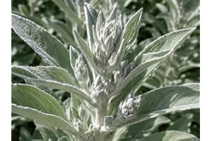 SaatPilot | Salvia apiana | 300 frön | Salvia apiana | White