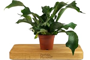 PERFECT PLANTS Staghorn Fern - Platycerium Bifurcatum in a 12cm Pot
