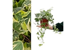 CARBETH PLANTS Large Yellow Variegated Hedera Helix - English Ivy Evergreen Shrub in 13cm Pot - Suitable for Indoor and Outdoor Use (1 Plant)