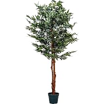 kirschlorbeer 100 cm kaufen Portugiesischer Kirschlorbeer Angustifolia Höhe 100-120 cm Ballenware main image 0