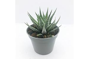 CLOUDS HILL SUCCULENTS Live Zebra Cactus (Haworthia fasciata) in a 6cm Pot Succulent House Plant (6cm Pot)
