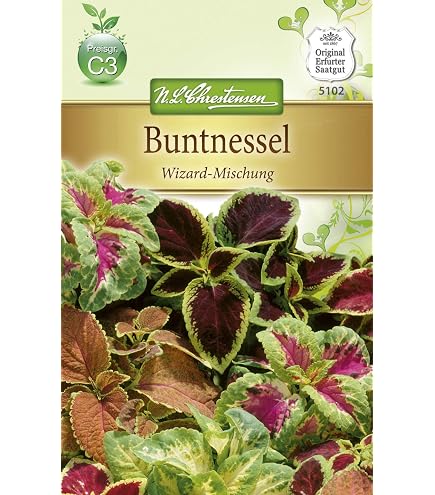 bambus kitzingen Bambus Nitida (Fargesia nitida 'Nitida') | 100-125 cm im Topf