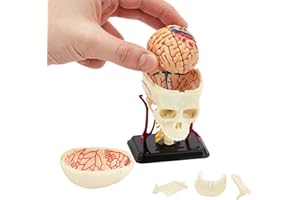 KITS OF MEDICINE Modello di teschio di anatomia umana | 39 pezzi puzzle teschio umano | perfetto per lo studio dell'anatomia | ottimo regalo per infermieri, studenti di medicina