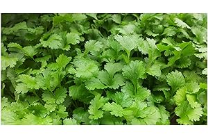 PREMIER SEEDS DIRECT - HERB - Coriander - 750 Seeds (for Germinating)