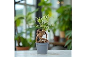Carbeth Plants Ficus retusa Banyan Tree 1 x 6cm Pot - Mini Indoor Bonsai Tree with Glossy Foliage - Beginner Friendly Easy Care Evergreen Air Purifying Houseplant for Homes, Desks & Zen Décor