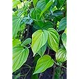 Live Pan Betel Leaf/Banarasi Maghai Paan/Meetha Paan (Sweet Paan) Healthy Live Indoor & Outdoor Plant Medicinal Herb Pack of 1 for Home Garden and Terrace with Black Pot