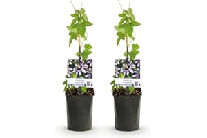 GREEN BOUTIQ GreenboutiQ - Fleur de Passion - Passiflora Damsels Delight - Fleurs Violettes avec Blanc - Peu d'entretien - 2 plantes - Pot 11cm Hauteur 40cm
