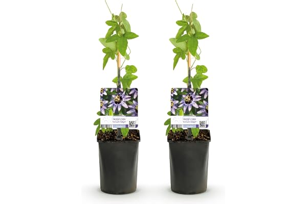 GreenboutiQ - Fleur de Passion - Passiflora Damsels Delight - Fleurs Violettes avec Blanc - Peu d'entretien - 2 plantes - Pot 11cm Hauteur 40cm