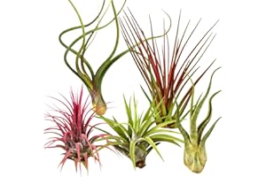 Mixed Air Plant Pack - Party In My Plants - Assorted Live Airplants Easy Care (5)