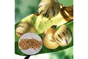 ZHOUBAA Semi per piantagione, 1 sacchetto di semi di pepino nutriente resistente al calore profumato semi vegetali rustici per agricoltura - semi di pepino