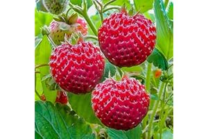 ZIELONYOGROD Pack de 10 Plants Fraise Framboise Très Savoureux - Fraises Délicieuses - Plants de Fraisiers - Plants de Fraisiers - Fruits Sains - Résistant - Facile à Cultiver - pour Jardin et Balcon - Frigo