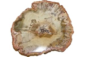 JANNI-SHOP-MINERALIEN Baumscheibe versteinerte Holz Scheibe aus Madagaskar ca. 80-90 mm ca. 150 Millionen Jahre alt.(4682)