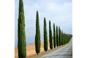 Italian Cypress Trees Outdoor Conifer Cypress Mediterranean Border Evergreen Plant, Perfect for Hedging 2 x Cupressus Sempervirens in 14cm Pots by Thompson & Morgan