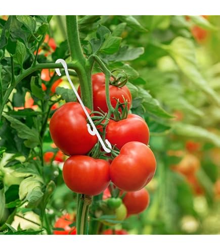 æ- Tomaat Ondersteuning Haken, 15 Stks Plant Groei Traction Touw Haken Tomaat Haken Met 15 m Touw Plant Wijnstok Ondersteuning Touw voor Tuin Bloem Groente Klimplanten