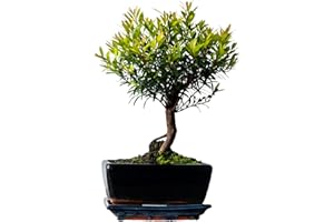 BONSAI LT Syzygium Bonsai (ca 8 Order 10 Jahre) (Ca. 8 Jahre)