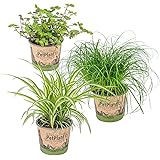 3er Set Haustierverträgliche Zimmerpflanzen | Katzengras, Grünlilie & Kriechende Schönpolster | ⌀12 cm -20-25 cm