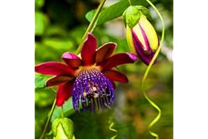 Saterkali Semi di Passiflora Incarnata, 100 Pz/borsa Semi di Passiflora Incarnata Bella Piccola Facile da Piantare Rare Passiflora Incarnata Piante da Frutto Semi per Giardino Semi di passiflora