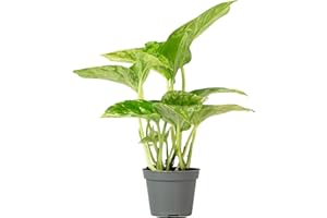 FLOWERBOX Planta de interior fácil de limpiar, Epipremnum Pinnatum 'Marble Queen' – Altura aprox. 15 cm, diámetro de la maceta 6 cm