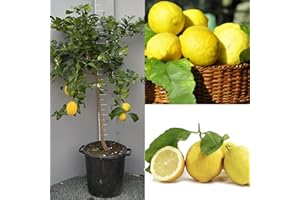 SAVINI VIVAI L'ARTE DI FARE NATURA SAVINI VIVAI Citronnier, Agrume, Citron de Sorrente Ovale, en Pot de 35 cm Hauteur 150-180 cm 6-7 Ans de Greffe,