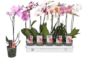 BLUMEN-SENF 5 Stück Phalaenopsis Orchidee 50-60 cm - 1 Trieb, pflegeleicht, blühfreudig, ideal für Zimmer, Büro & Geschenk