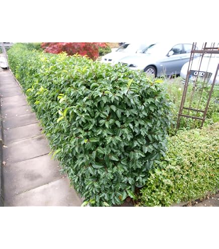 Kirschlorbeer Novita 160-180 cm im Topf. 5 St. Sichtschutz Lorbeer Pflanzen  : Amazon.de: Garten