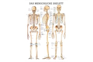 RÜDIGER Das menschliche Skelett Lehrtafel Anatomie 100x70 cm medizinische Lehrmittel