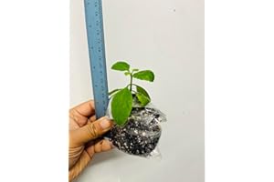 PLANTS PARADISE LTD Plants Paradise Leaf of Life, patharkuchi, kalanchoe pinnata Healthy one Plant from UK