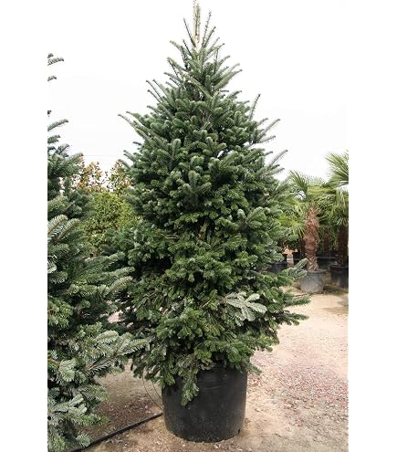 Abete Rosso (Picea Abies) In Vaso - Albero Di Natale Vivo, H. 175/200 Cm, Dal Vivaio Di Castelletto