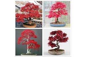 hua xian zi 30+ Bonsaisamen, japanischer roter Ahornsamen | Sehr geschätzt für Bonsai, japanische Ahornsamen (ACER palmatum)