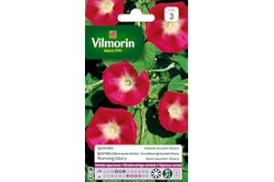 VILMORIN - Ipomée Scarlet O'Hara - semences pour plantations - Fleurs grimpantes 5 m annuelles - Variété vigoureuse et Floraison abondante