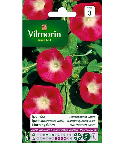 Graines D'Ipomée Volubilis - Sachet De 3 Grammes (±130 Graines) - Grandes Fleurs Variées - Pour Jardin, Balcon, Grimpante - 8